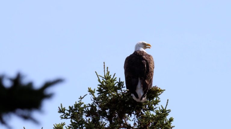 Las águilas se renuevan para no morir