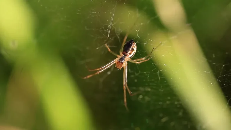 ¿Para qué sirven las arañas?
