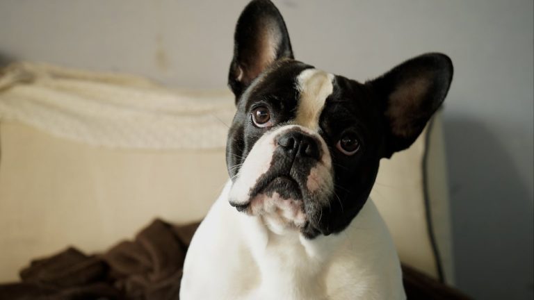 El jadeo de los perros es más importante de lo que pensabas