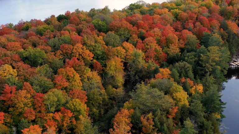 ¿Por qué hay plantas que no se le caen las hojas en otoño?