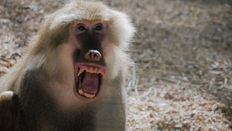 ¿Cuáles son los animales que viven más años?