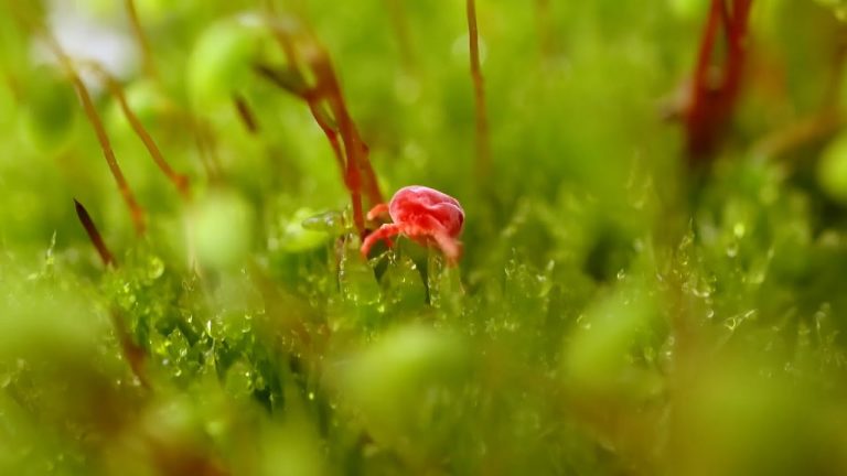¿Qué son los ácaros?