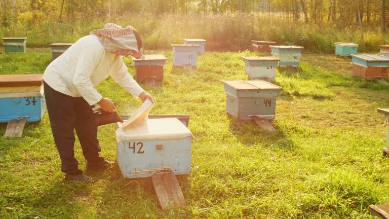 La miel, el alimento que no caduca