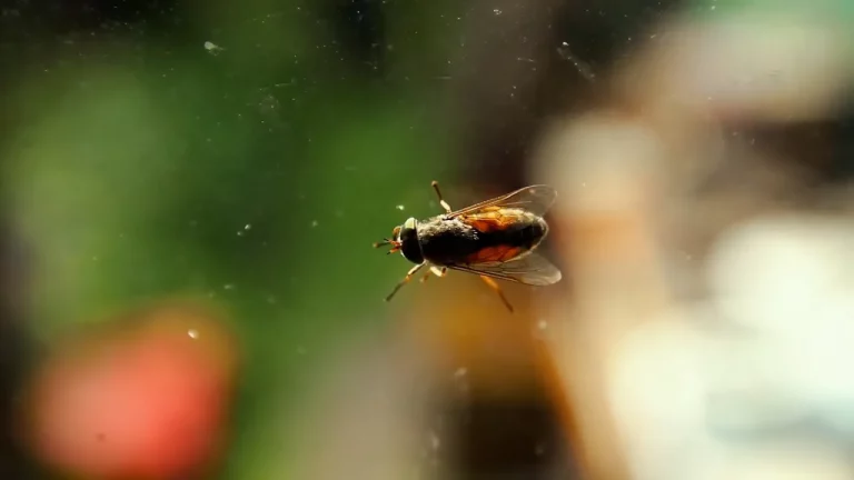 Las cuatro nuevas especies de moscas que han descubierto en Andalucía (y por qué importan)