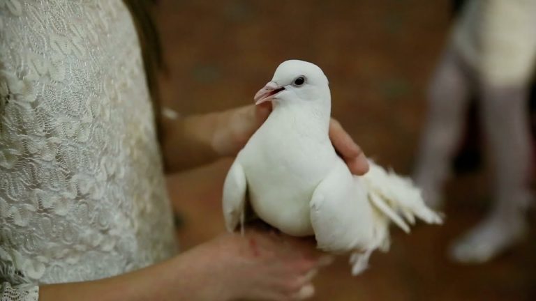 La paloma blanca es el símbolo de la paz
