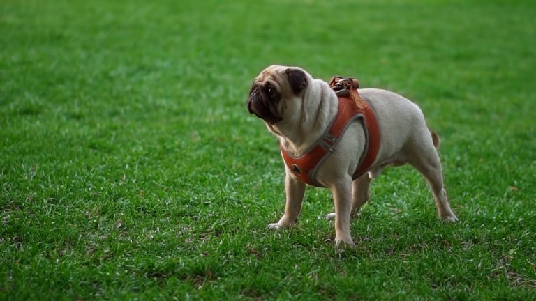 ¿Qué es la perroterapia?