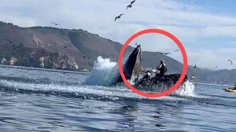 Vídeo: una ballena se come a dos bañistas desprevenidos
