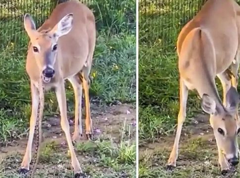 Vídeo viral ciervo come serpiente