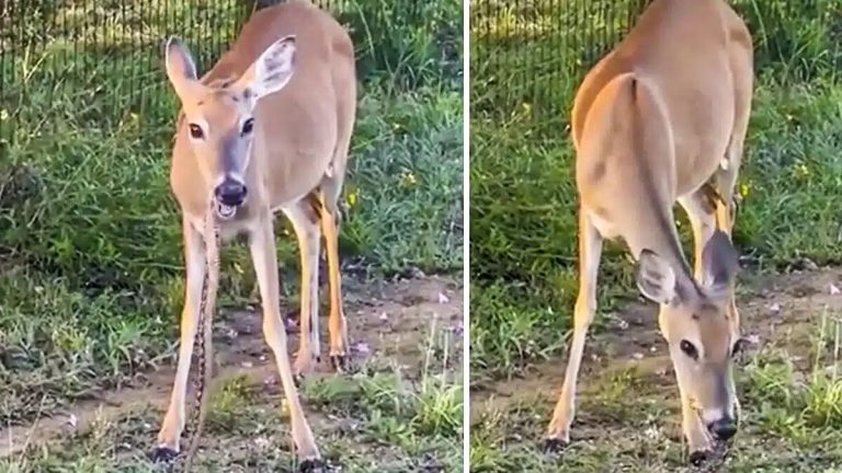 Un ciervo se come una serpiente, y desestabiliza a todos los amantes de la naturaleza