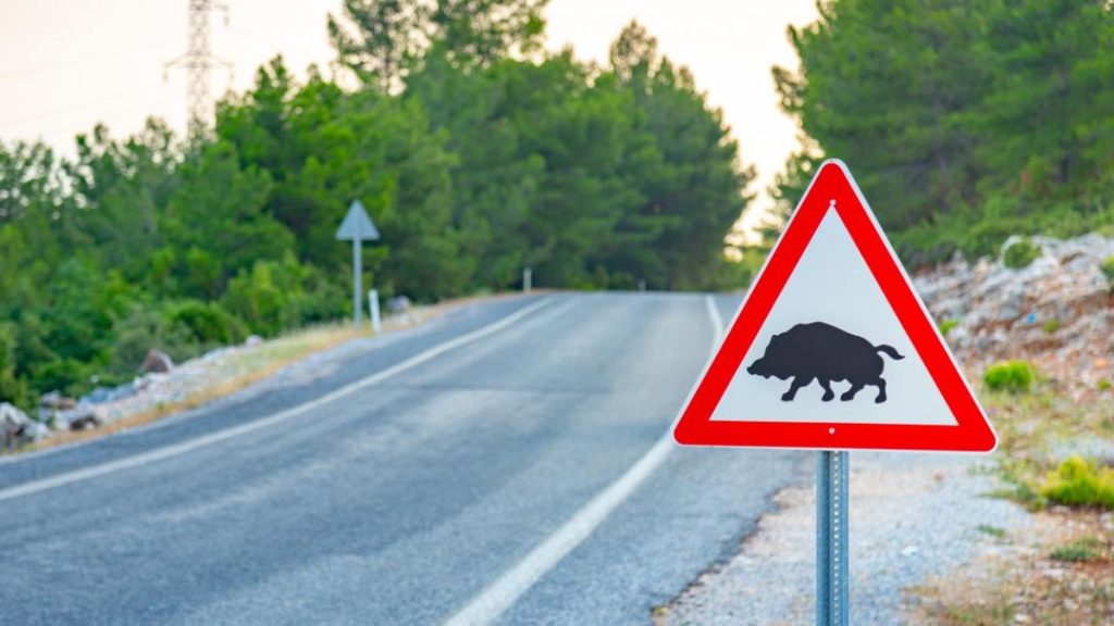 Una señal nueva que alerta sobre el peligro por la presencia de jabalíes