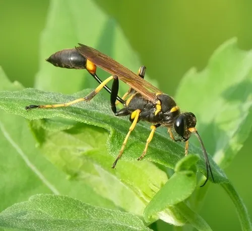 Esto es lo que debes hacer rápidamente si te pica una avispa 48 ¿Qué hacer en caso de picadura?