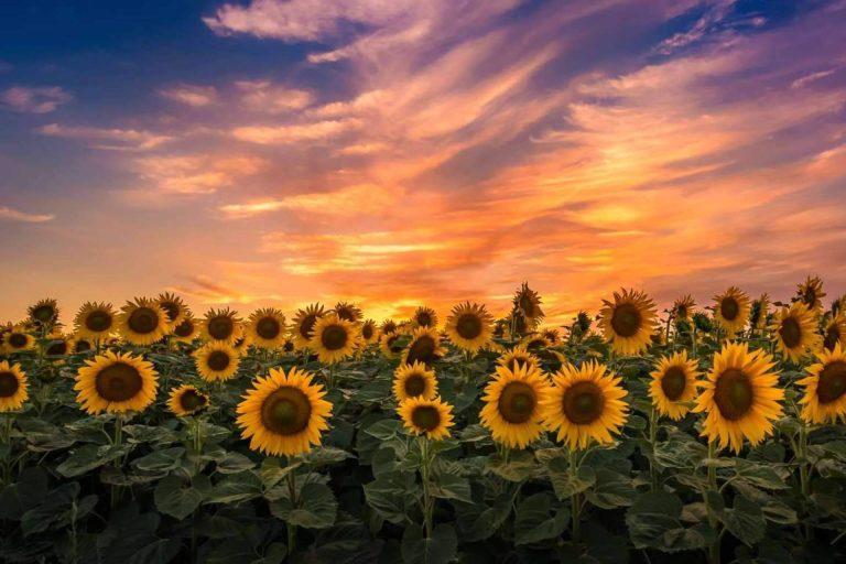 Una historia de lo más conmovedora de Noelia Medina, una de las autoras más aclamadas del país