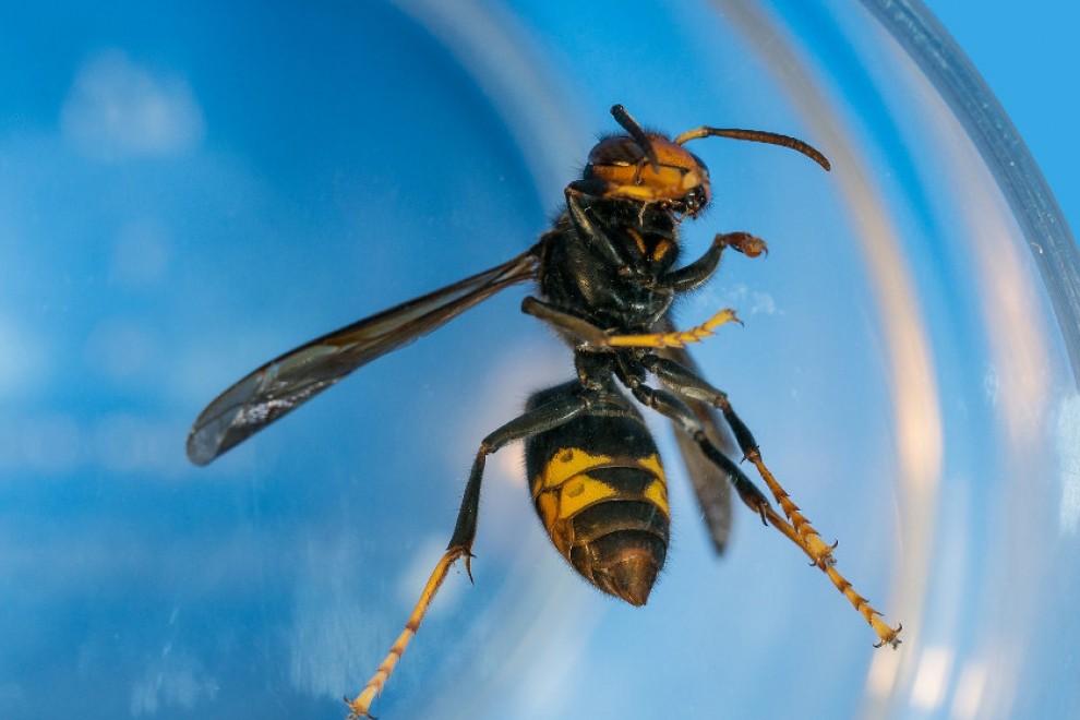 Esto es lo que debes hacer rápidamente si te pica una avispa 43 Síntomas de la picadura de avispa