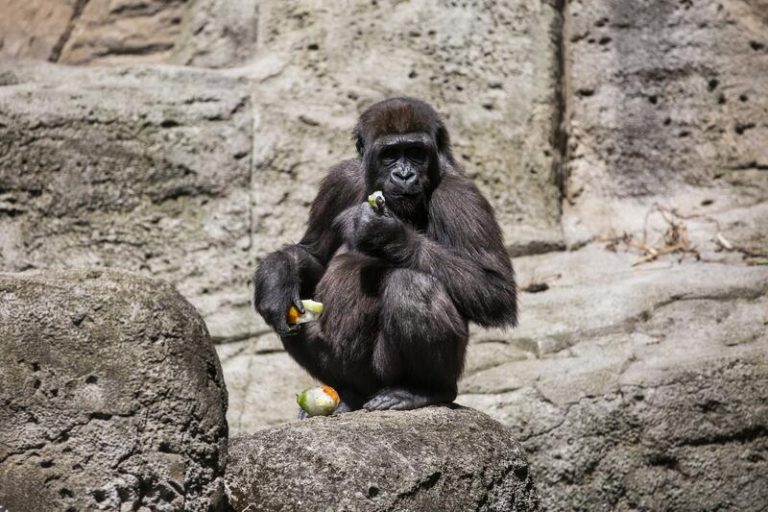 El Zoo de Madrid activa mecanimos ante la ola el calor, repartirá polos y dará duchas refrescantes a los animales