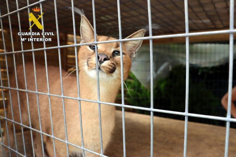 Intervenidos en Santiurde de Toranzo (Cantabria) dos linces protegidos vendidos de forma ilegal