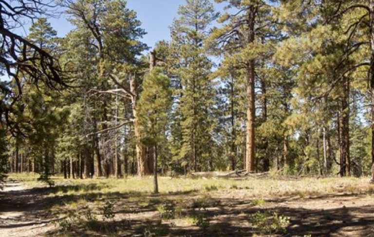 AstraZeneca invertirá 400 millones de dólares en reforestación y biodiversidad