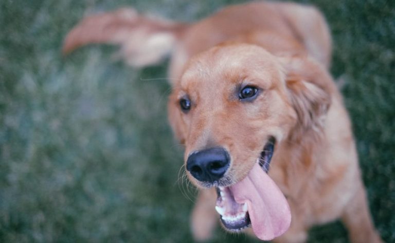 Con las altas temperaturas, así puedes evitar un golpe de calor a tu mascota