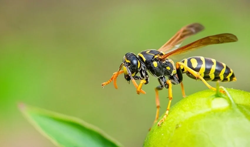 Esto es lo que debes hacer rápidamente si te pica una avispa 47 ¿Qué puedes tomar?