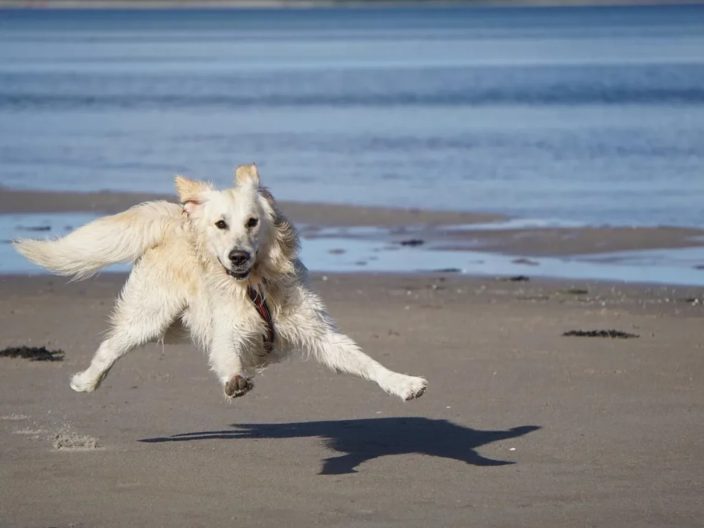 La conservación es una prioridad