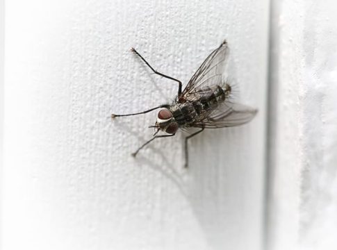 ¡Puedes estar tranquilo! Consejos para evitar que los insectos invadan tu hogar en verano