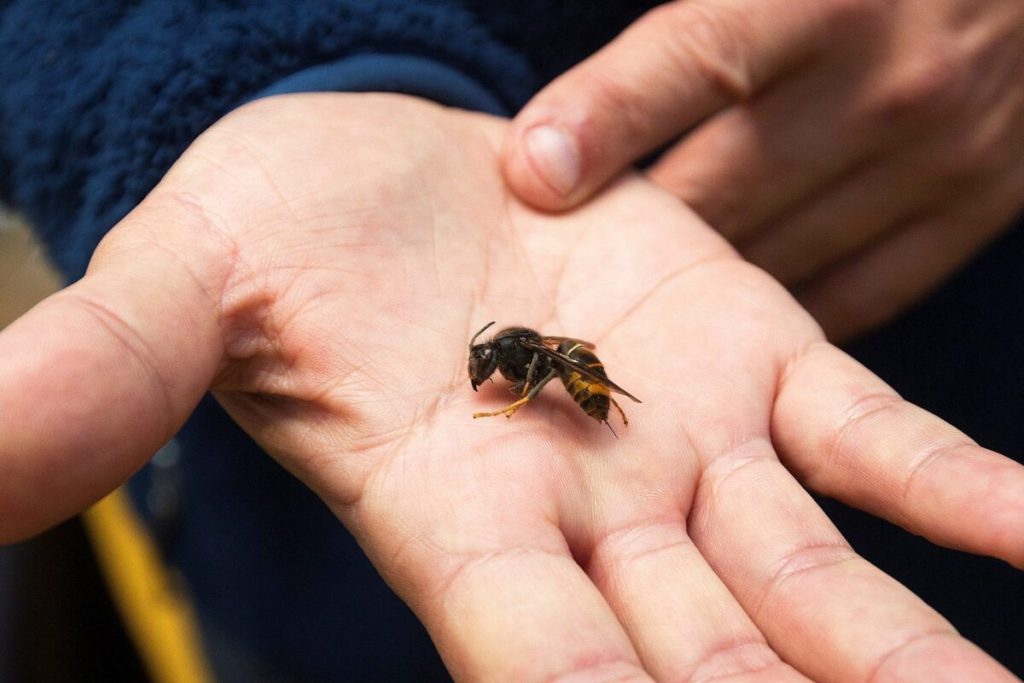 Esto es lo que debes hacer rápidamente si te pica una avispa 45 El riesgo de alergia a la picadura de avispa