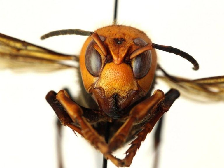 Esto es lo que debes hacer rápidamente si te pica una avispa