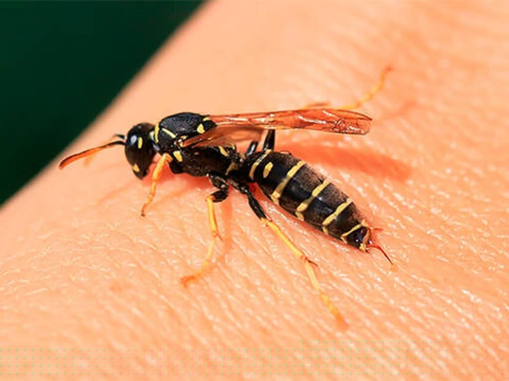 Esto es lo que debes hacer rápidamente si te pica una avispa 50 Conclusión