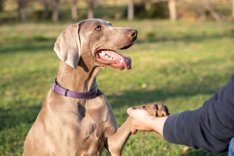 Hospedar a un peludo con un cuidador personal o en una residencia tradicional. ¿Cuál es la mejor opción para unas vacaciones felices para un perro o gato