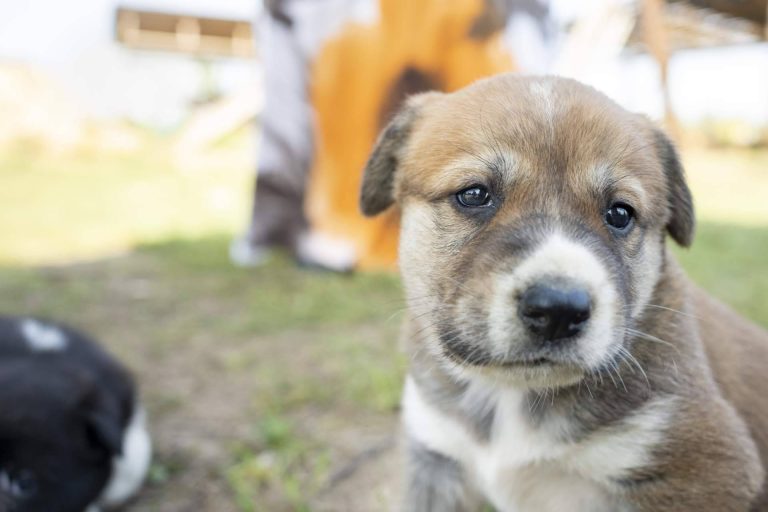 Uno de los buscadores más grandes de protectoras y refugios de animales de España. Cómo brindar apoyo a los animales más necesitados