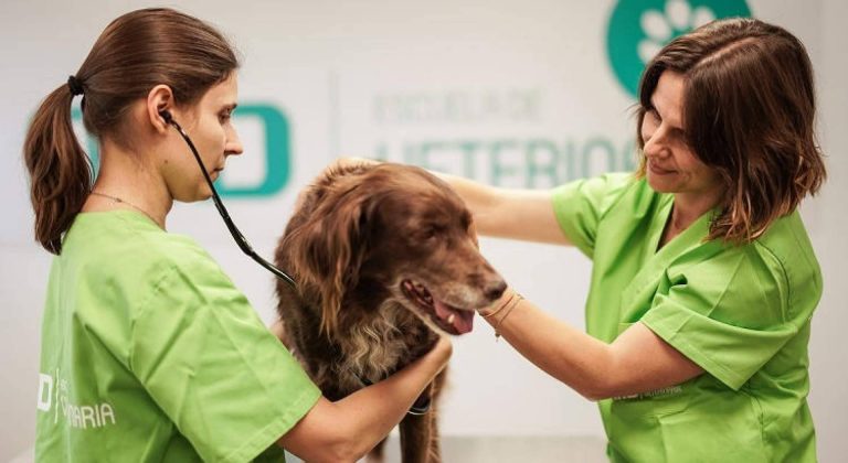 ¿Cuáles son 6 de los mejores cursos de veterinaria para encontrar empleo en el sector? de la mano de MasterD
