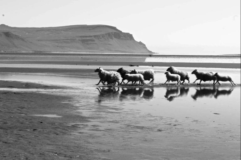 Aldu Experience ofrece un tour inolvidable por Islandia en verano