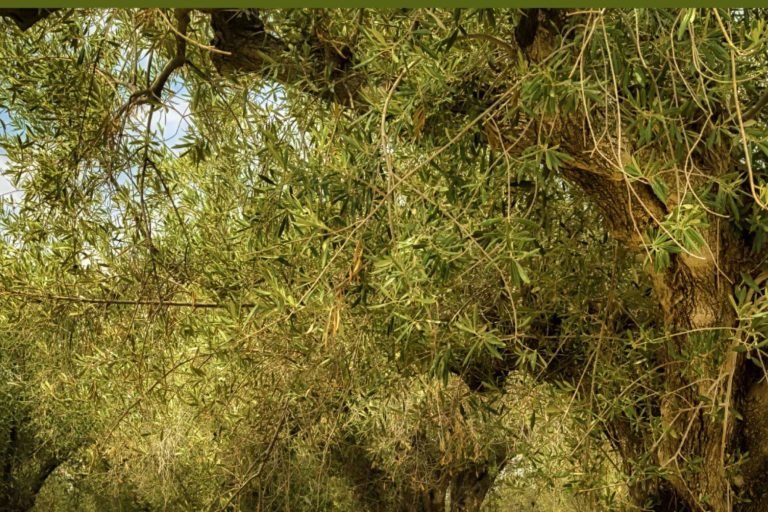 La tienda Olipaterna dispone de aceite de oliva virgen extra