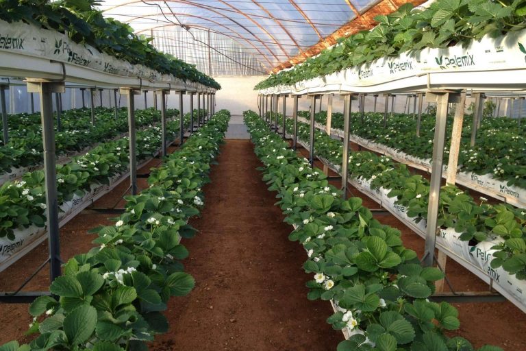 Pelemix, distintos tipos de sustratos