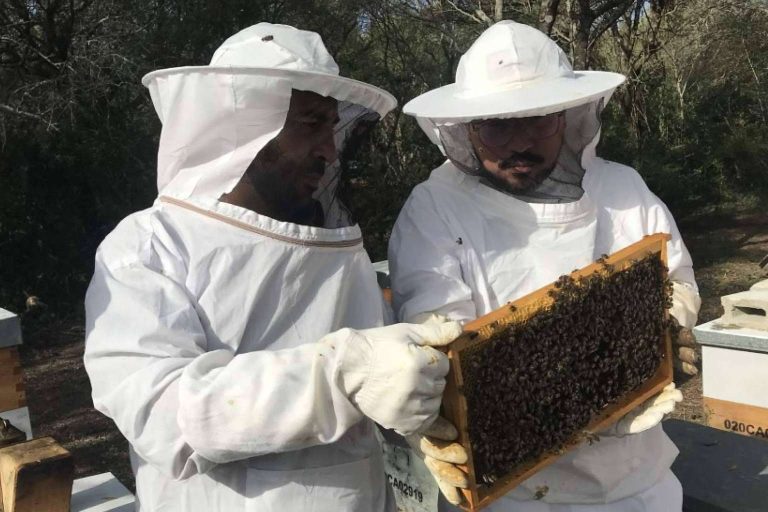 Cursos de Apicultura y su idea de alternativa para una vida saludable