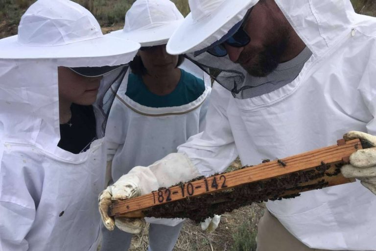 Sacar el máximo partido de este verano aprendiendo algo nuevo, apicultura