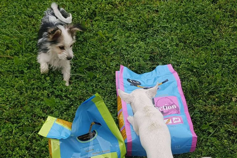 ¿Por qué es importante garantizar una buena alimentación a los cachorros? Satisfaction