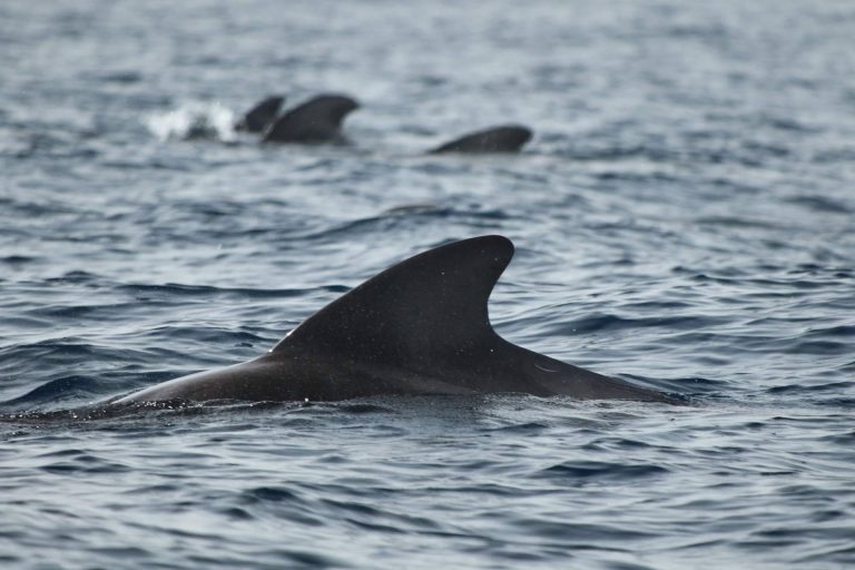 Los estudiantes de ciencias marinas encuentran en Biosean un programa de prácticas profesionales ideal