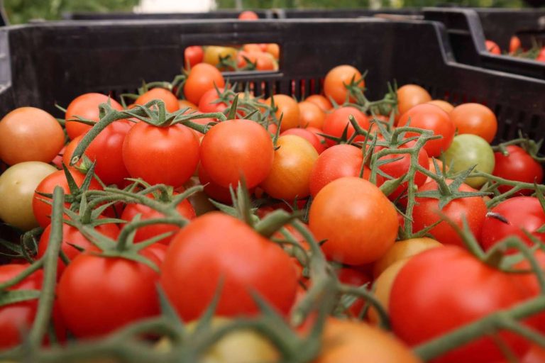 ITC, garantía de precisión y economía en los equipos de fertirriego