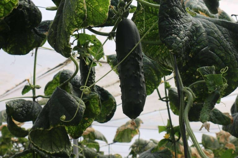 Control del pH en fertirriego mediante el uso de bombas dosificadoras