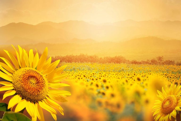 Llega la temporada de girasoles a Rosistirem