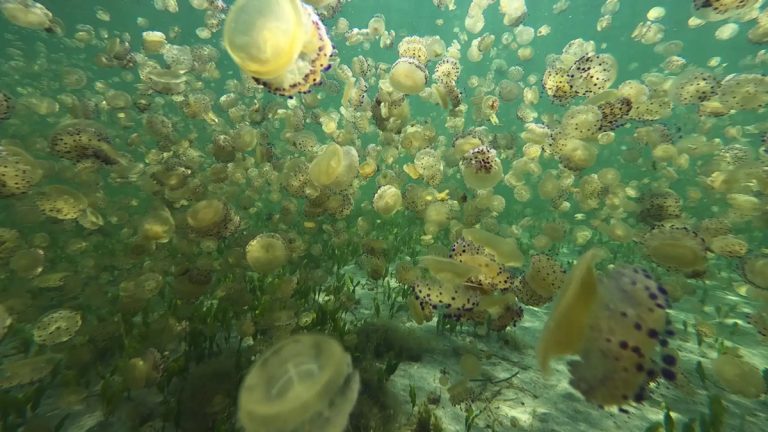 El Mar Menor vuelve a ser el centro de la polémica por sus medusas