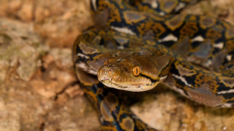 Destierran casi 100 restos óseos de la Edad Media