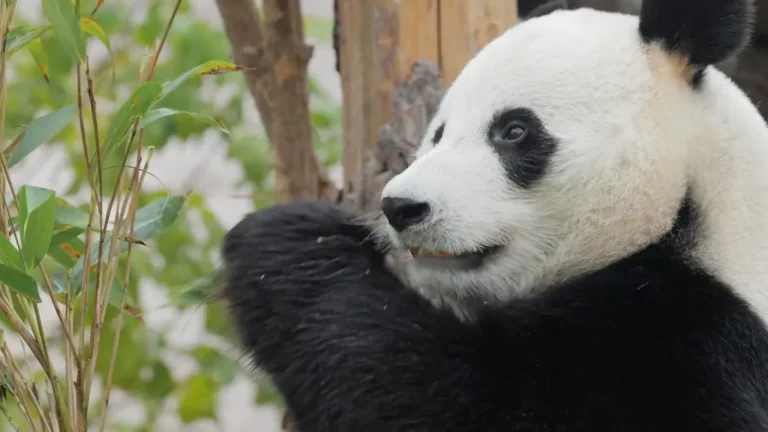 Nacen pandas gemelos en Corea del Sur