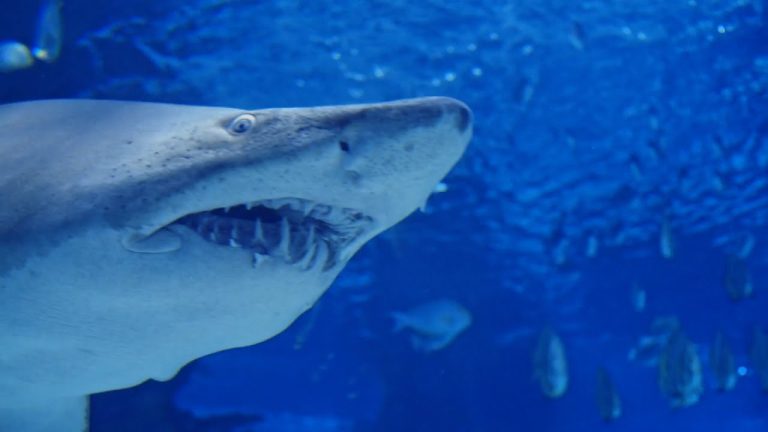 Rescatan a tiburones atrapados en red de pesca