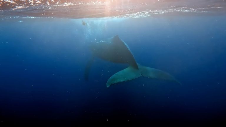 Decenas de ballenas son encontradas varadas en playa de Australia