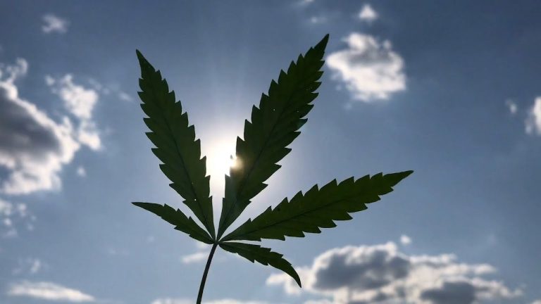 La planta recreativa que podría afectar el ADN