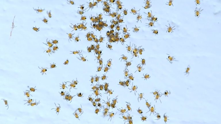 Así son los arácnidos que viven en tu cara