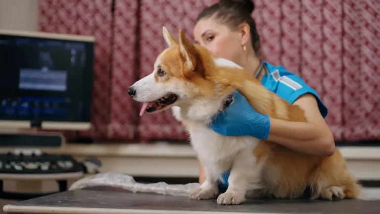 Asistencia emocional de un perro en sala de parto