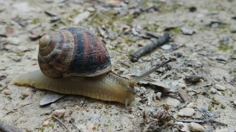 Se encuentran caracoles gigantes en el condado de Florida