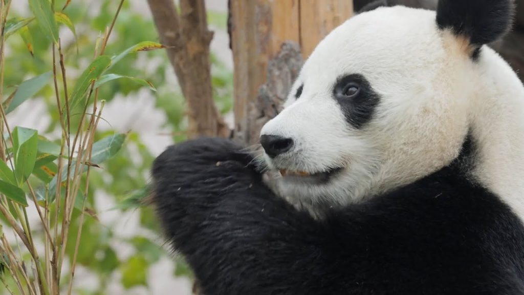 nacen pandas gemelos en corea de